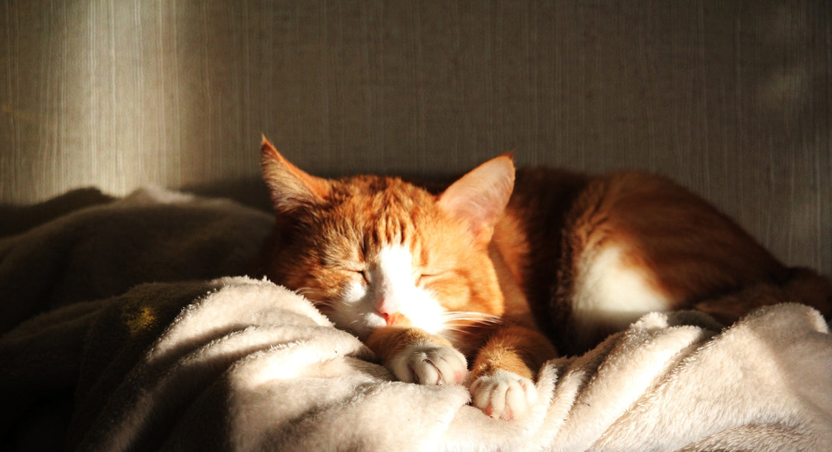Les cocooning